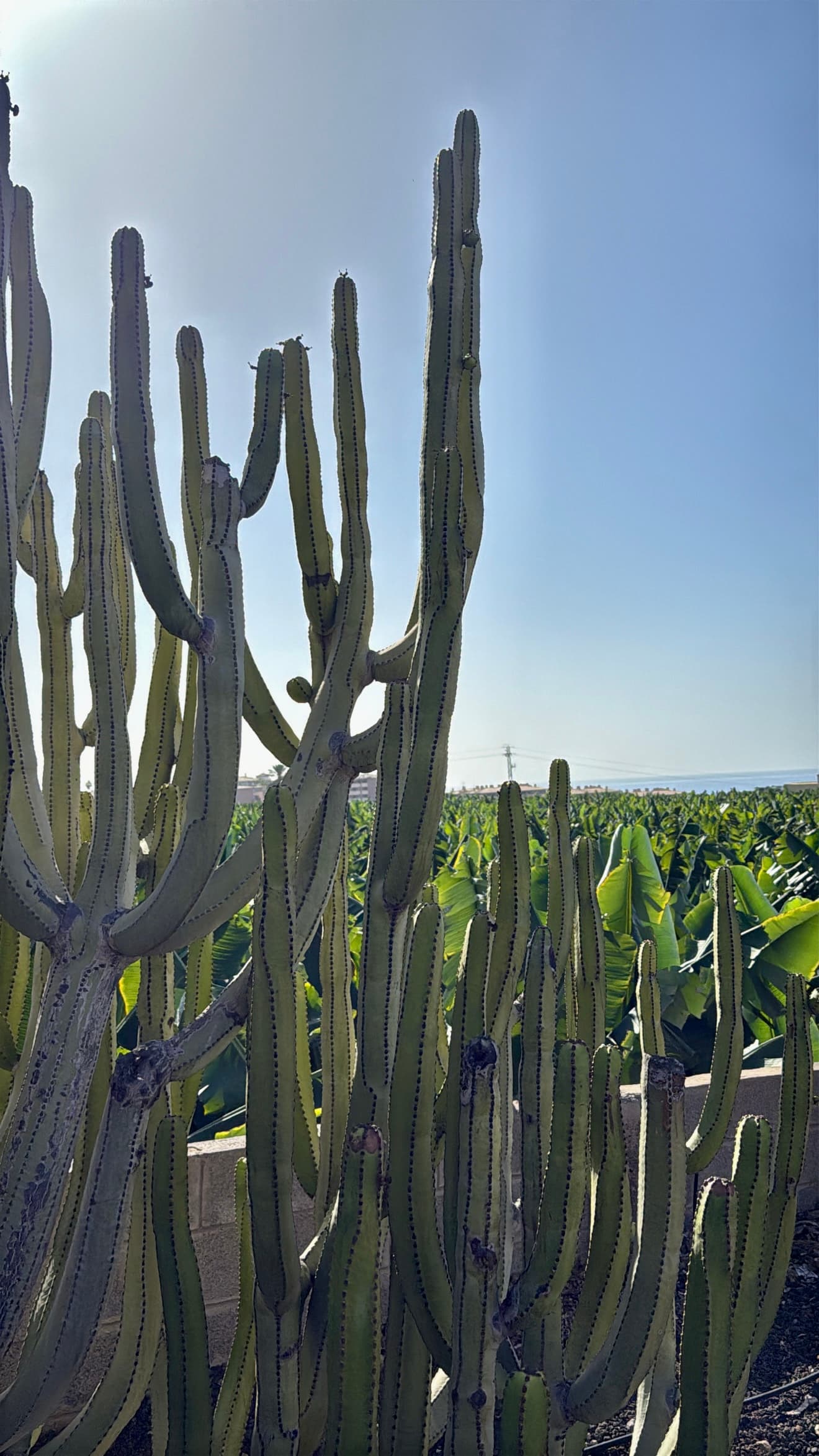 Hidden Views